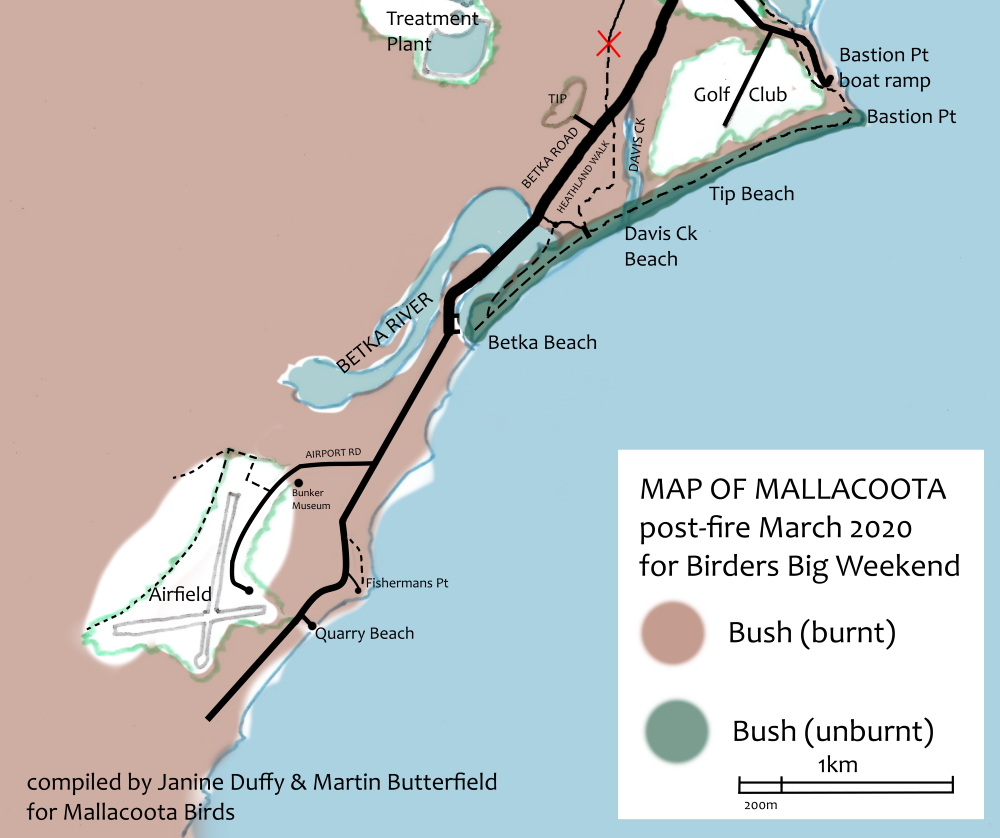 Mallacoota walks March 2020 airport betka