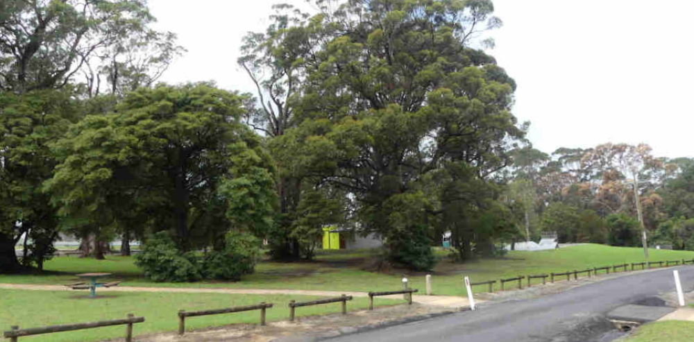 Mallacoota trees after fire 