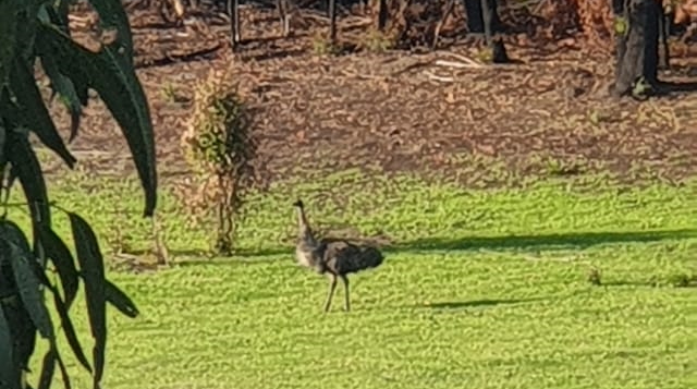 Emu Mallacoota