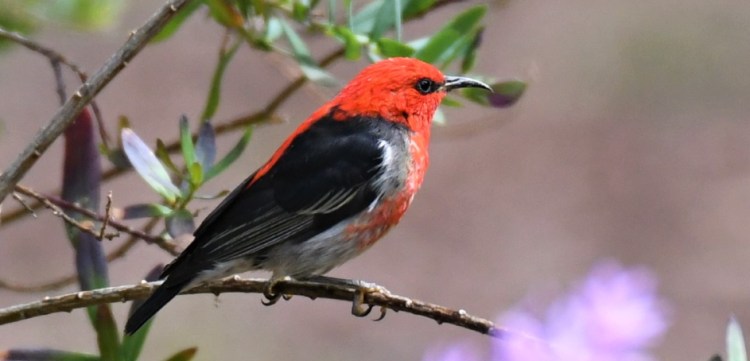 scarlet honeyeater male east gippsland