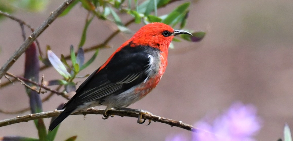 scarlet honeyeater male east gippsland