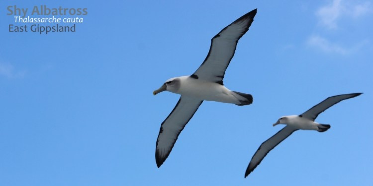 shy-albatross-040318p08lowtext