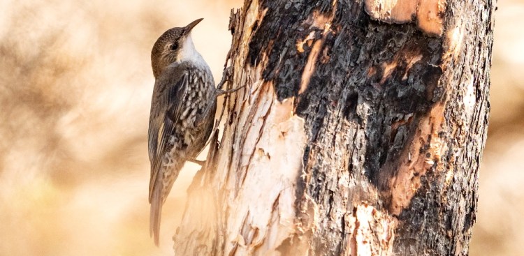 White-throated Treecreeper on burnt tree Mallacoota