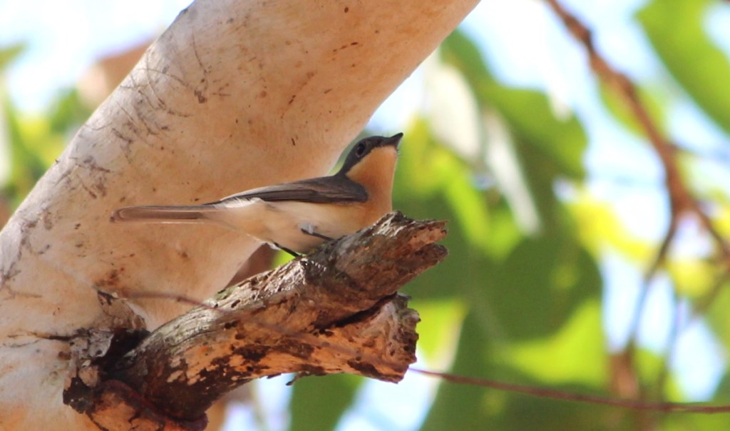 Female Leaden Flycatcher, Holmes Jungle Darwin NT, by Janine Duffy