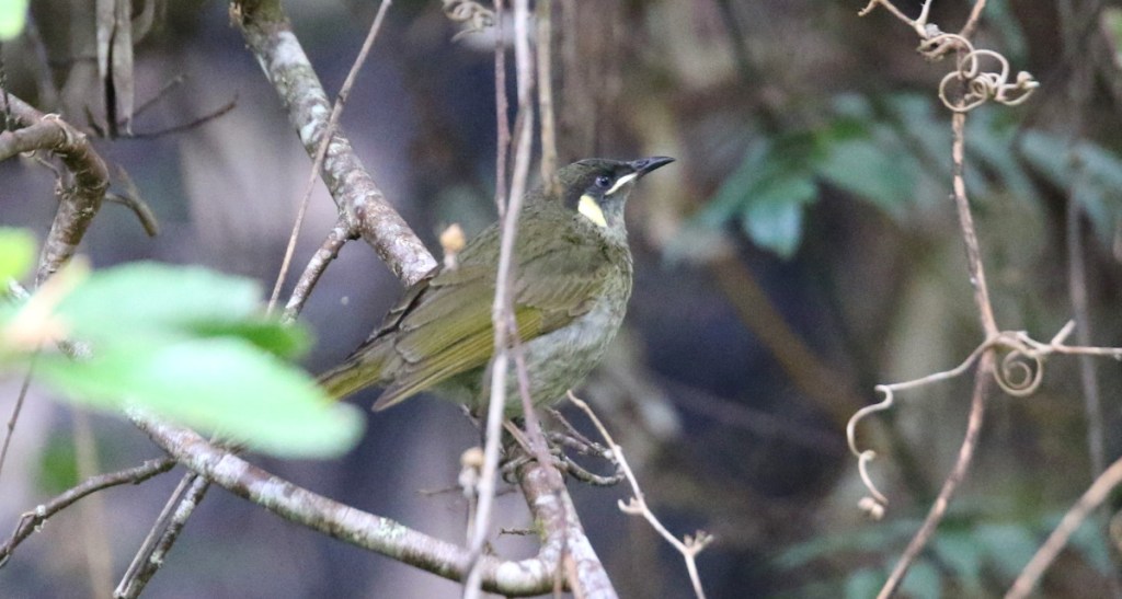 Lewin’s Honeyeater Meliphaga lewinii lewinii Mallacoota