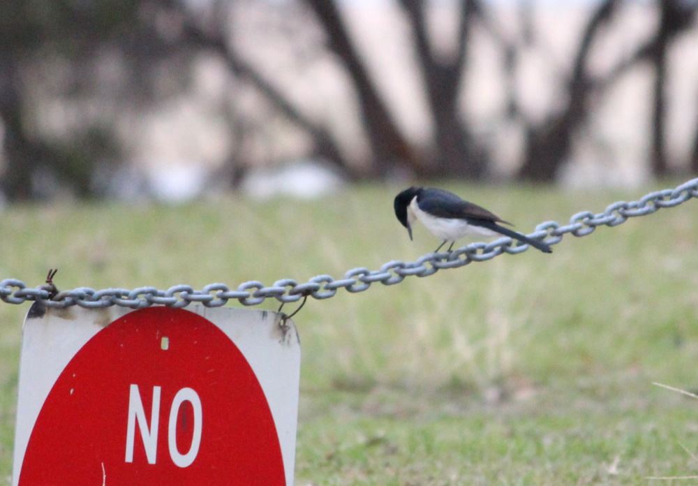Restless Flycatcher Myiagra inquieta Mallacoota
