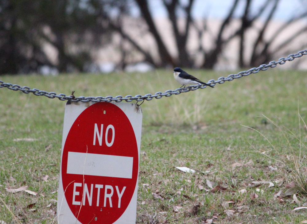 Restless Flycatcher Myiagra inquieta Mallacoota
