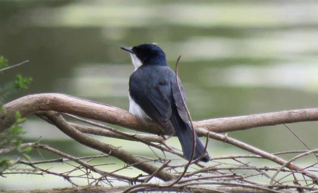 Restless Flycatcher Myiagra inquieta rear view
