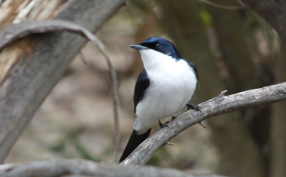 Restless Flycatcher Myiagra inquieta Victoria