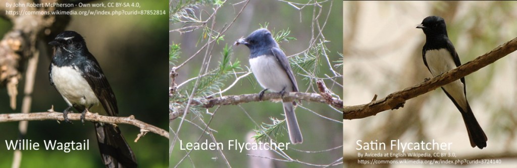 Willie Wagtail, Leaden Flycatcher, Satin Flycatcher comparison to Restless Flycatcher
