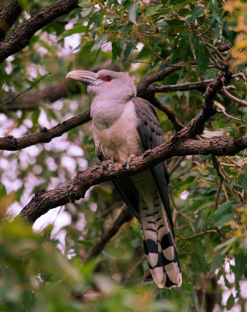 Channel-billed Cuckoo Scythrops novaehollandiae Mallacoota Martin Ascher