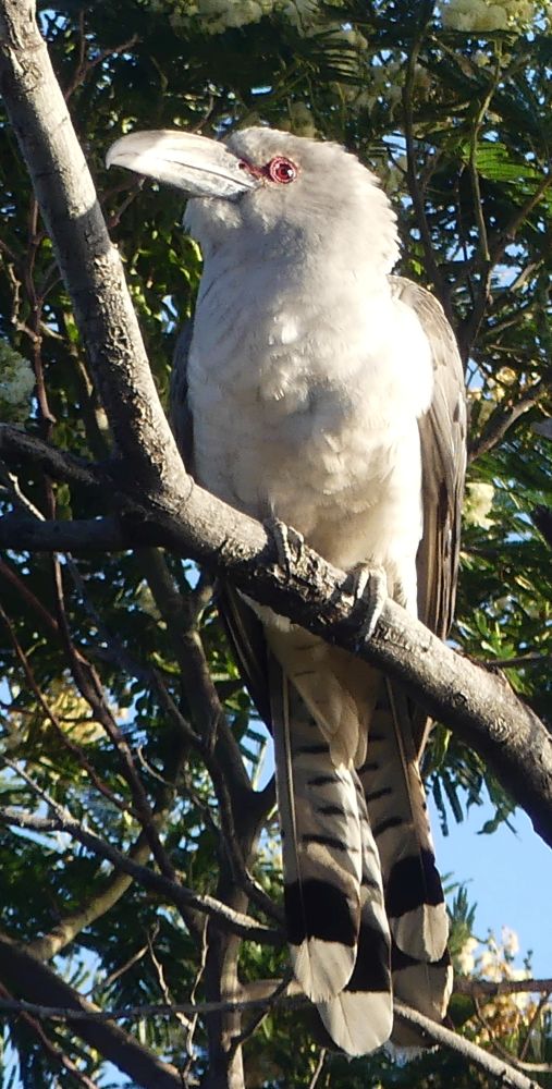 Channel-billed Cuckoo adult Mallacoota Martin Butterfield