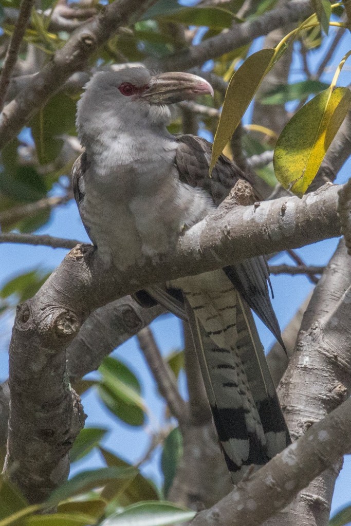 Channel-billed Cuckoo Metung Jack Winterbottom