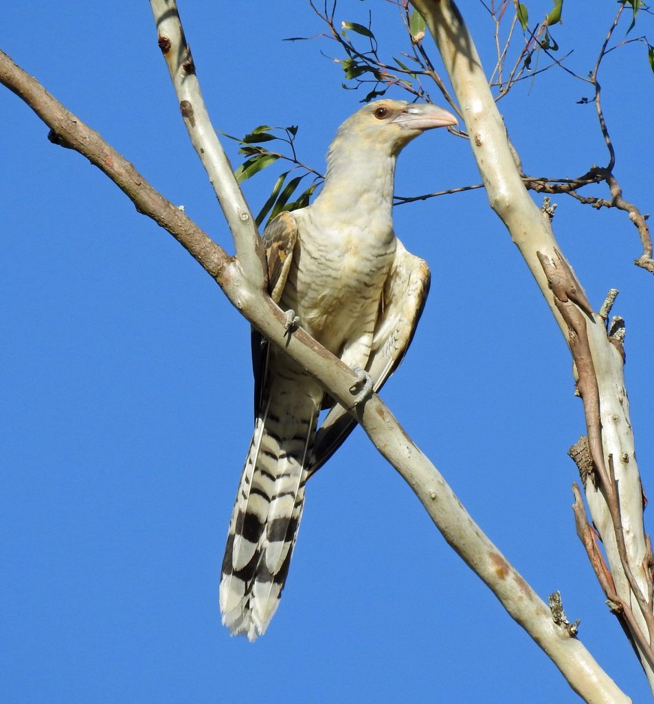 Juvenile Channel-billed Cuckoo SE QLD Sue Lee