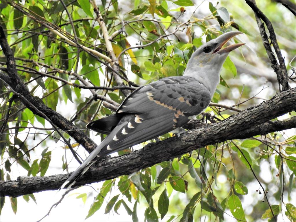juvenile Channel-billed Cuckoo QLD Sue Lee