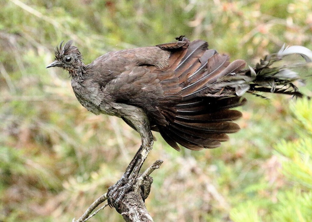 Superb Lyrebird perched huge feet & legs Lakes Entrance VIC Goldsmiths in the Forest