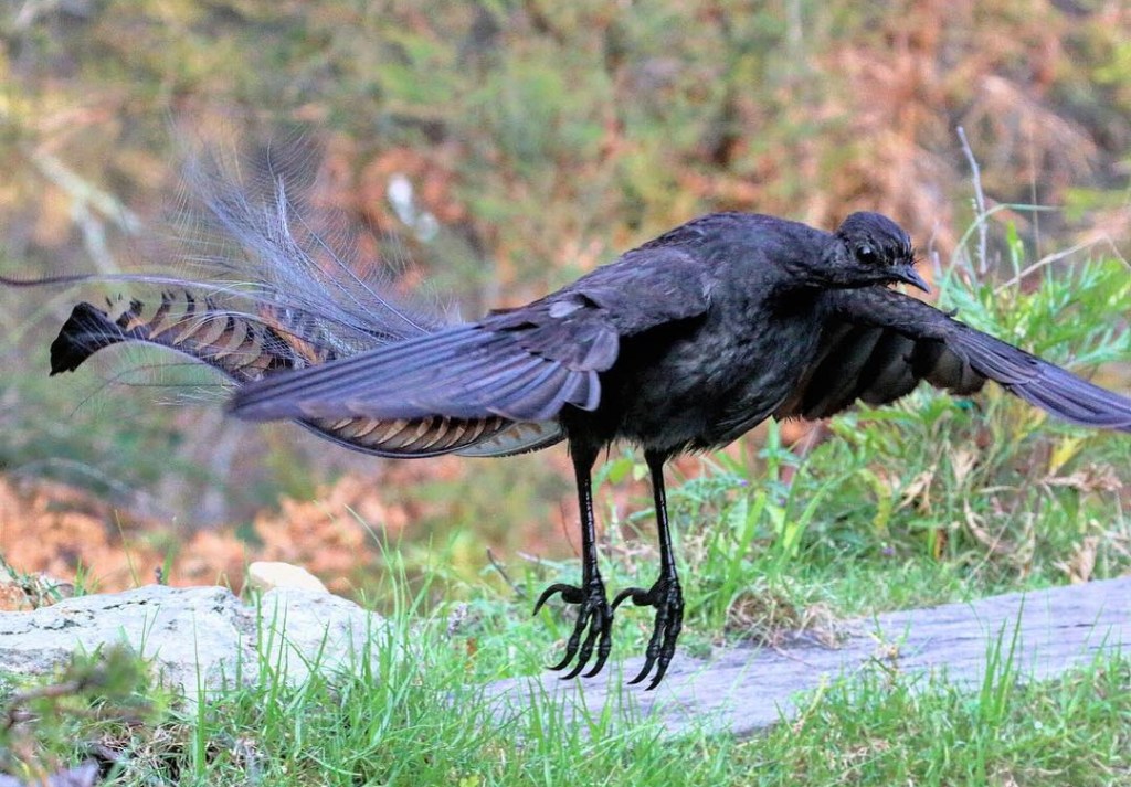 Superb Lyrebird male flying Lakes Entrance VIC Goldsmiths in the Forest