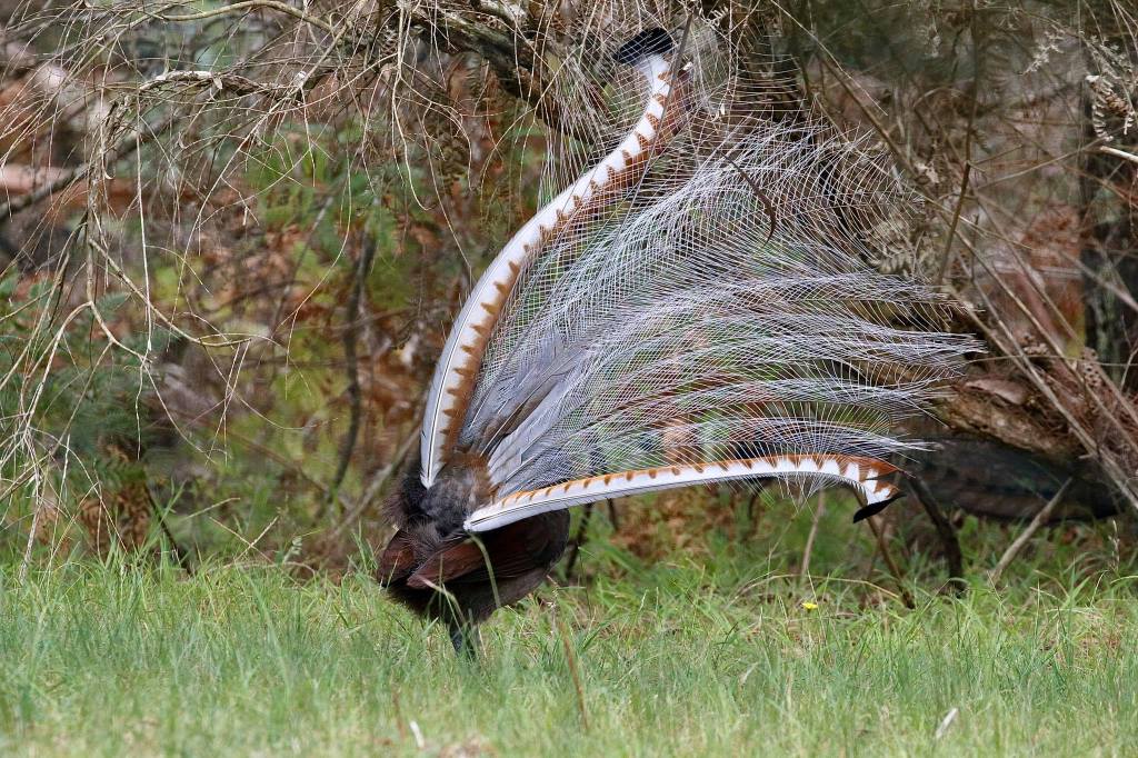 Superb Lyrebird male displaying Lakes Entrance VIC Goldsmiths in the Forest