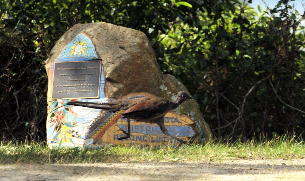 Superb Lyrebird Menura novaehollandiae Mallacoota Gregory Storer Michael Barnett