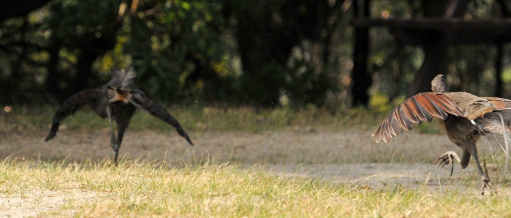 Male Superb Lyrebird chasing another, Mallacoota Gregory Storer Michael Barnett