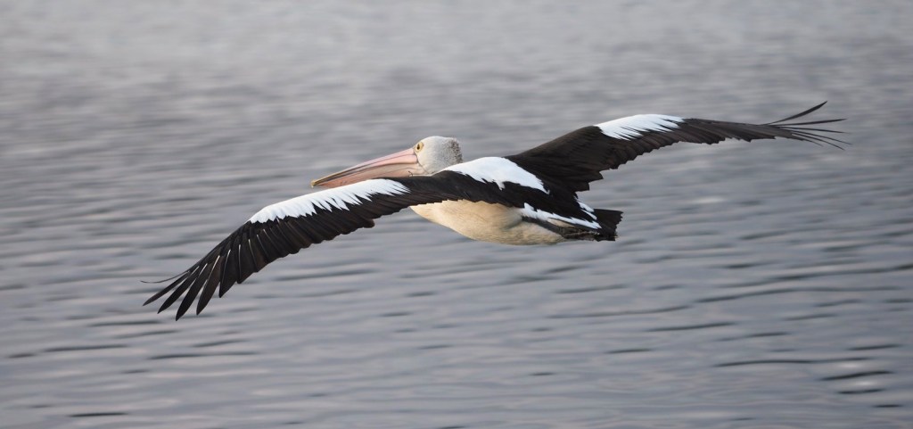 Australian Pelican flying, Mallacoota Michael Barnett