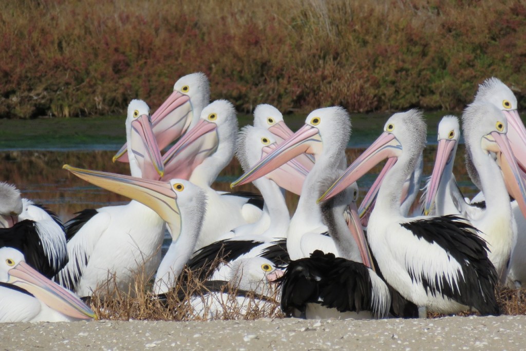 Australian Pelicans at breeding site, East Gippsland by Gary & Judy Smith