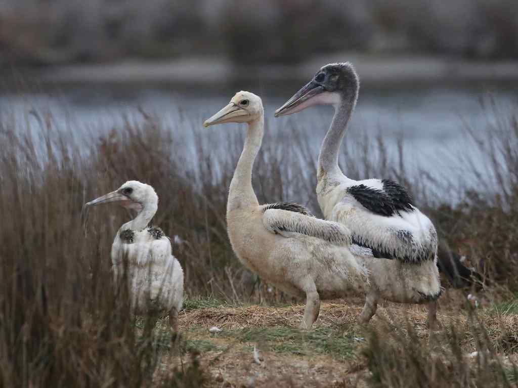 Juvenile Australian Pelicans, Gippsland Lakes John Hutchinson