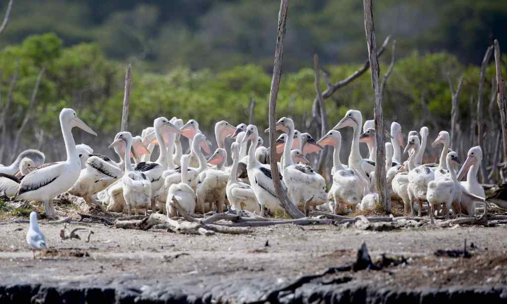 Juvenile Australian Pelicans, East Gippsland John Hutchinson