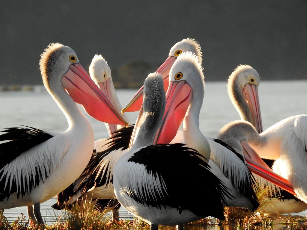 Australian Pelicans, Mallacoota Caroline Jones