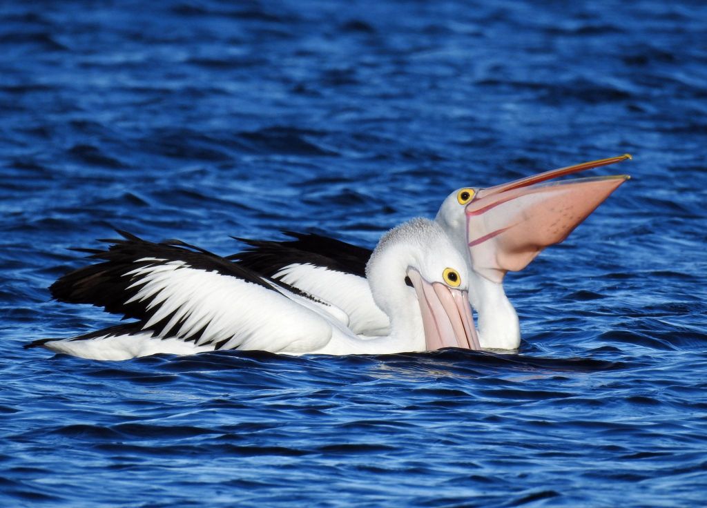 Australian Pelicans, Mallacoota Cameron Waithman
