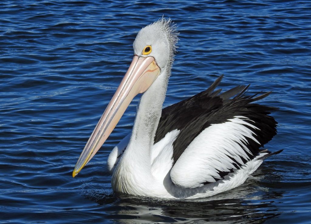 Australian Pelican normal (non-breeding) coloured bill, Mallacoota Cameron Waithman