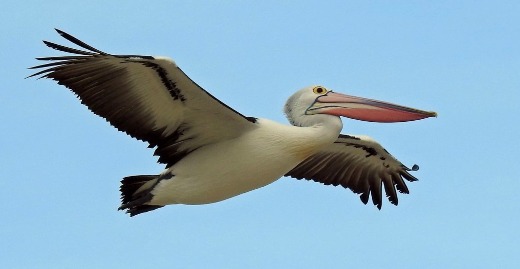 Australian Pelican flying breeding flush, East Gippsland Cameron Waithman