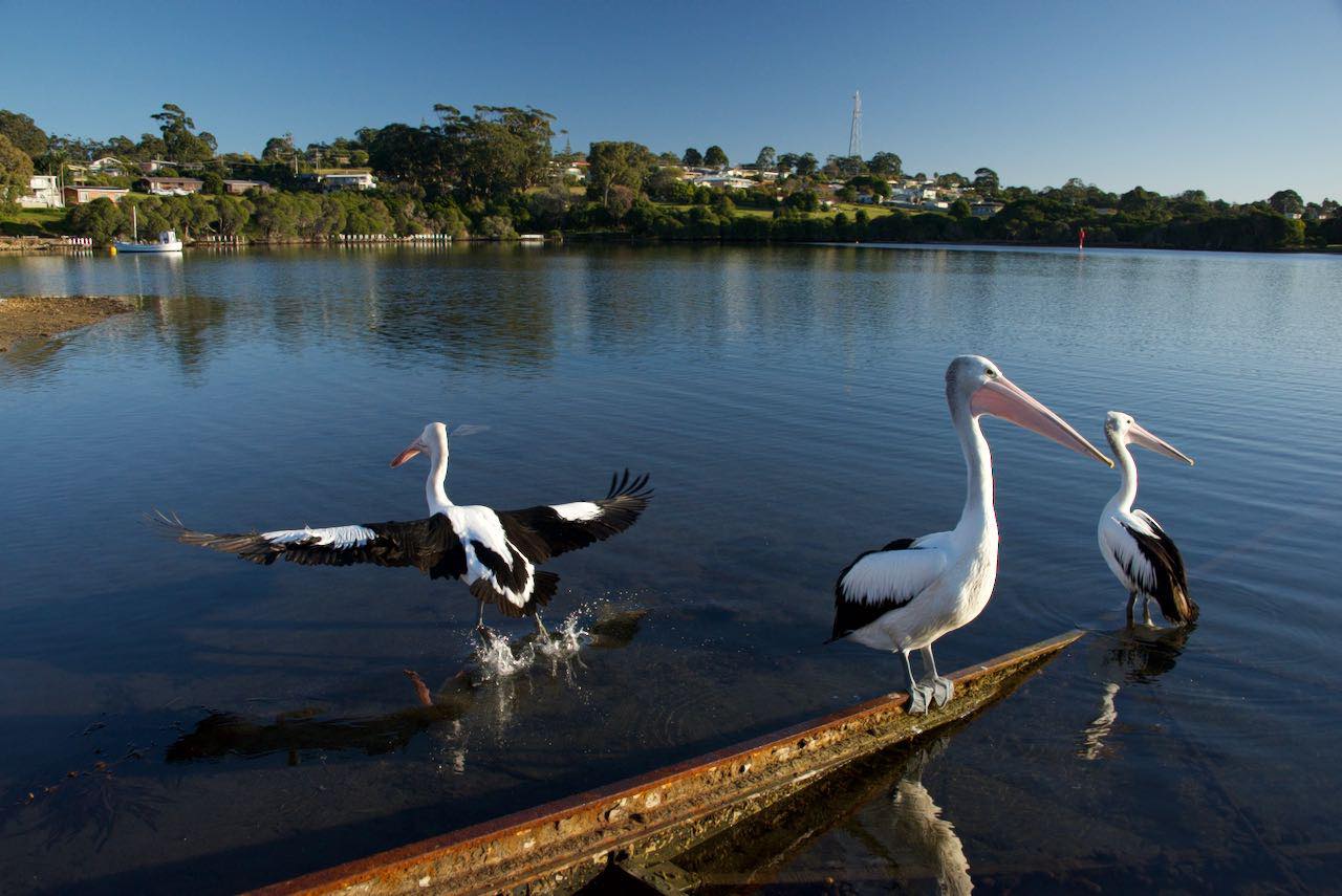 Juvenile Australian Pelicans, Mallacoota East Gippsland Martin Ascher