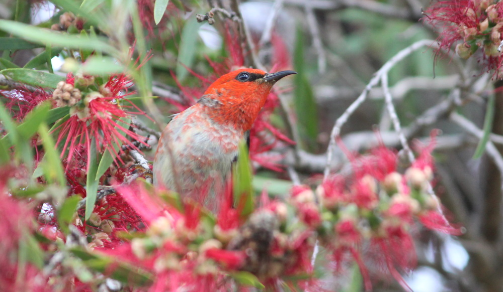 Male Scarlet Honeyeater Mallacoota Janine Duffy