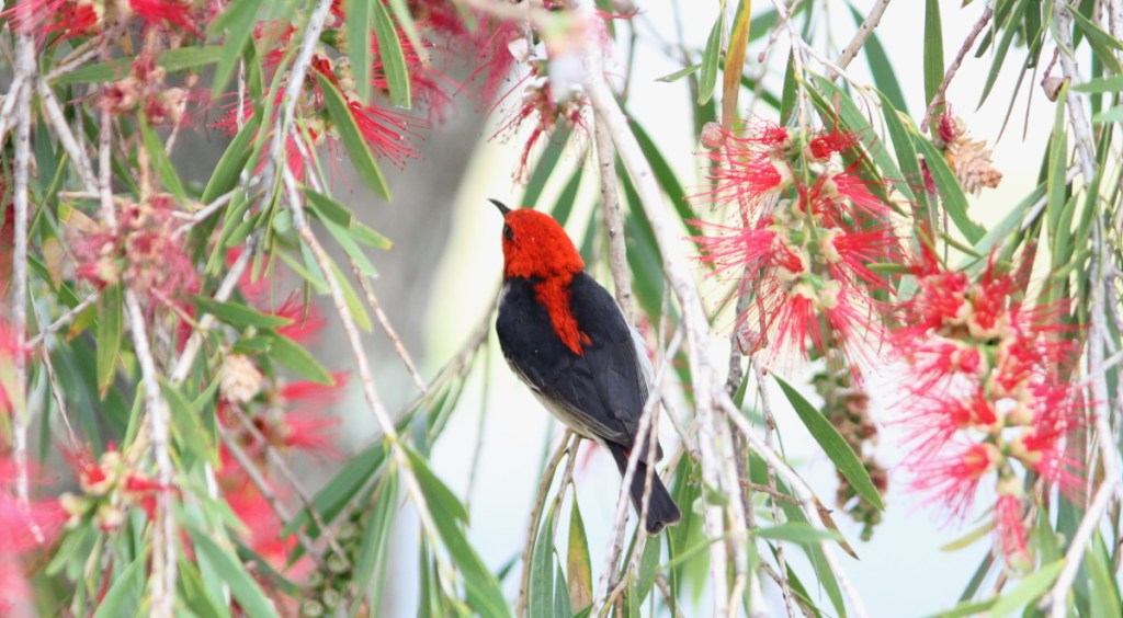 Male Scarlet Honeyeater Crimson Bottlebrush Mallacoota Janine Duffy