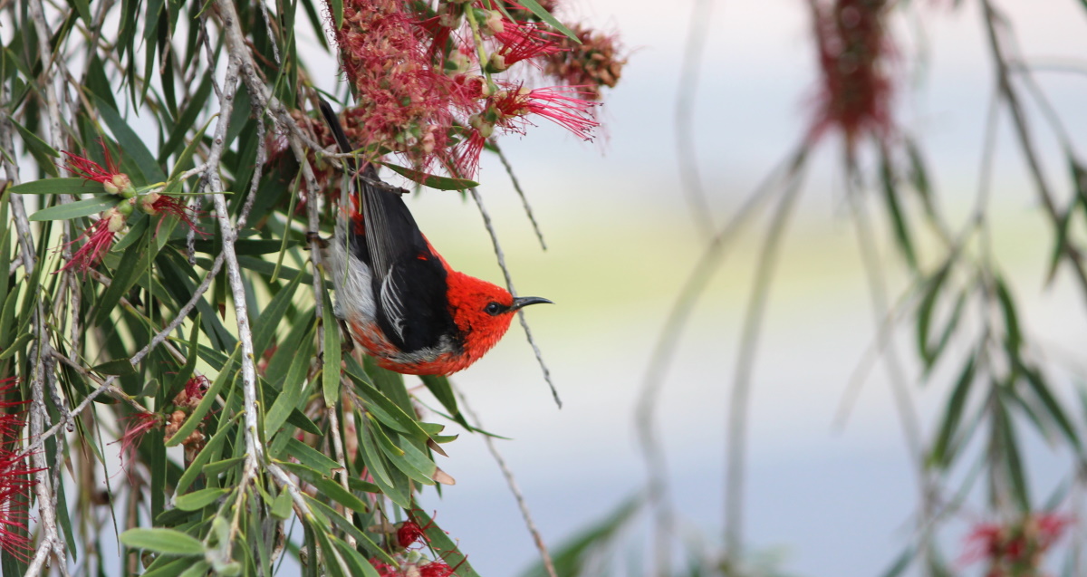 Scarlet Honeyeater Myzomela sanguinolenta Mallacoota