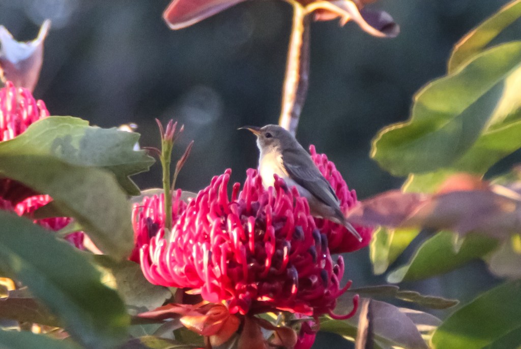 Female Scarlet Honeyeater Gembrook VIC Karen Weil
