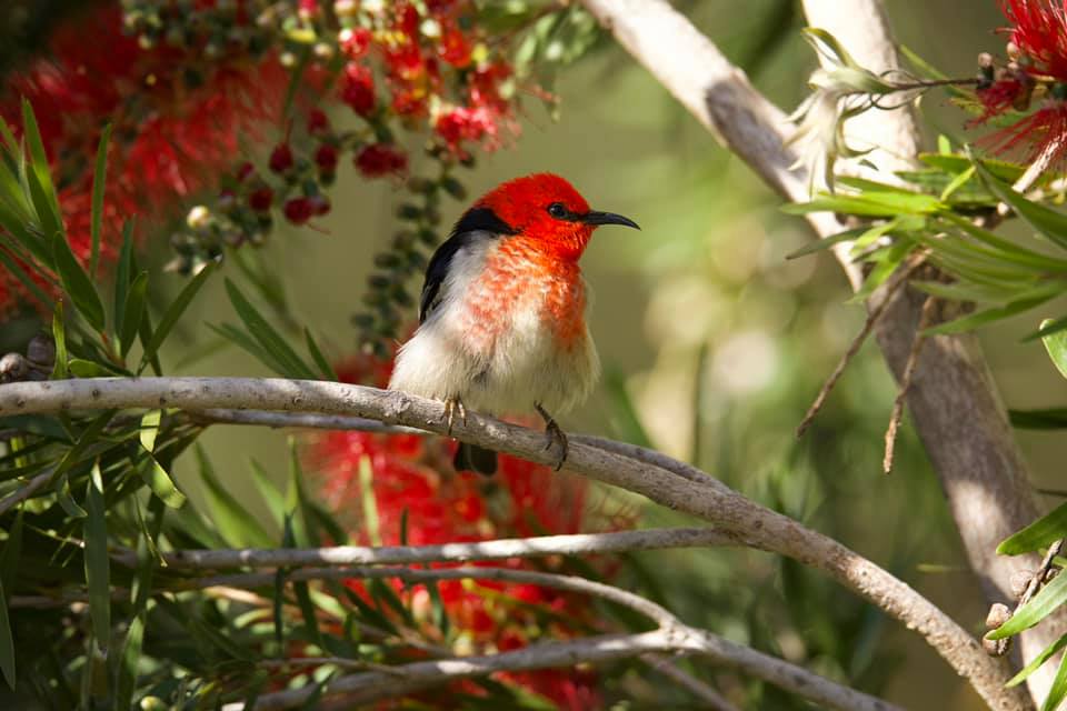 Male Scarlet Honeyeater Mallacoota Mariska Ascher