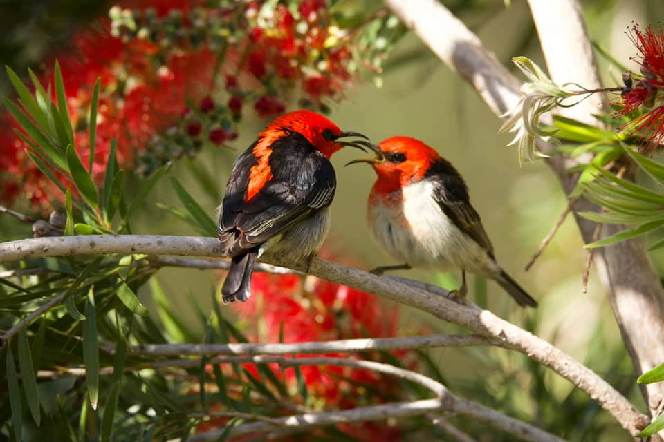 Adult and immature male Scarlet Honeyeaters Mallacoota Mariska Ascher