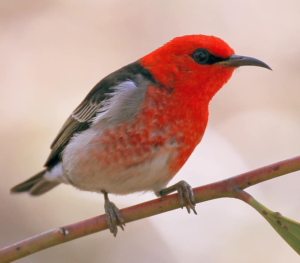 Male Scarlet Honeyeater Mallacoota Tim Dolby