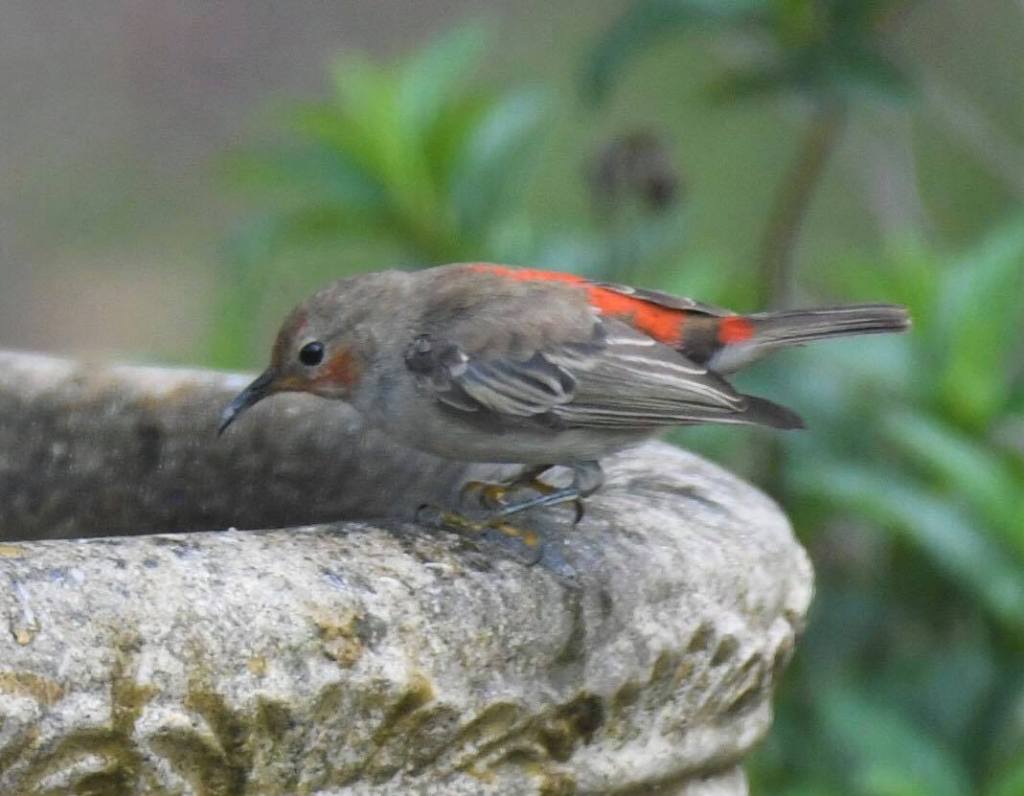 Immature Male Scarlet Honeyeater Marlo Rob Clay