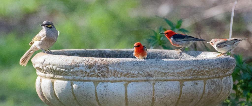 Scarlet Honeyeaters Yellow-faced Honeyeater Marlo East Gippsland Rob Clay