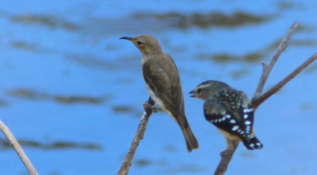 Female Scarlet Honeyeater You Yangs, Spotted Pardalote Janine Duffy