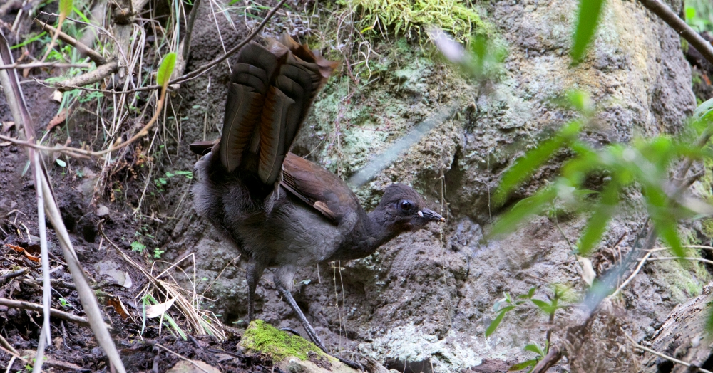 Superb Lyrebird possibly female carrying food, Buchan VIC Janine Duffy