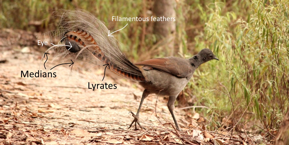 Superb Lyrebird male feather diagram Buchan East Gippsland Janine Duffy