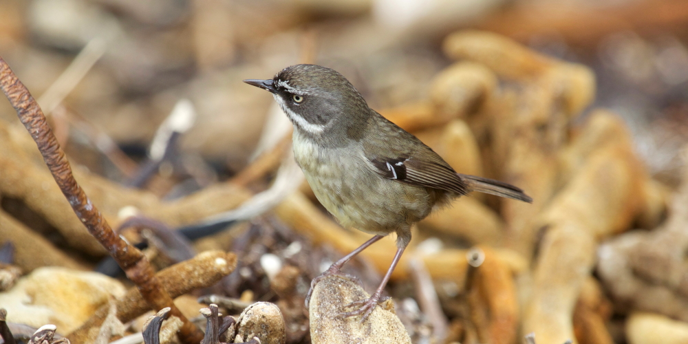 White-browed Scrubwren adult Mallacoota East Gippsland Martin Maderthaner