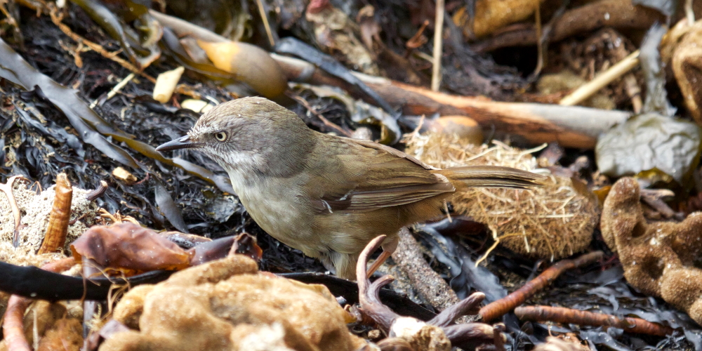 White-browed Scrubwren juvenile Mallacoota Martin Maderthaner Echidna Walkabout