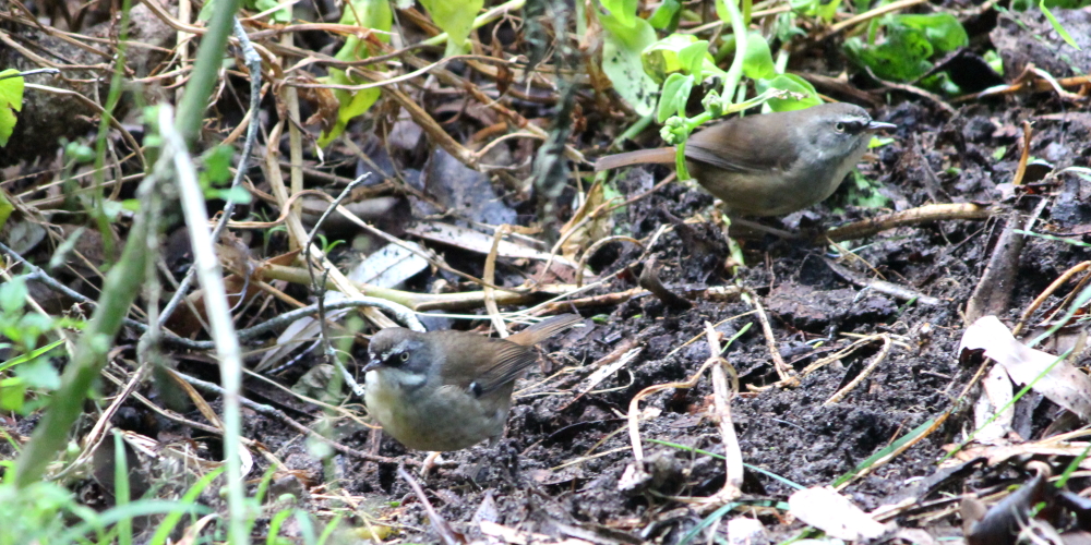White-browed Scrubwren adult male & female Mallacoota Janine Duffy