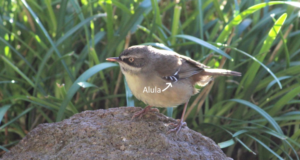 White-browed Scrubwren diagram showing alula VIC Janine Duffy