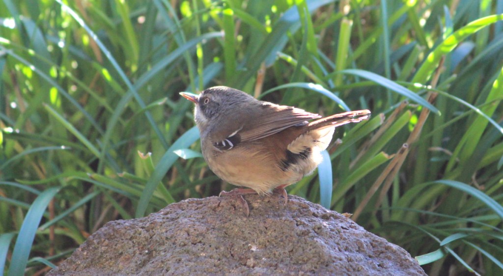 White-browed Scrubwren from rear tail slightly up, Janine Duffy